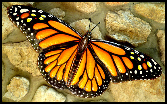 MONARCH WALL DECORATION Decorative Butterflies Monarch Butterfly